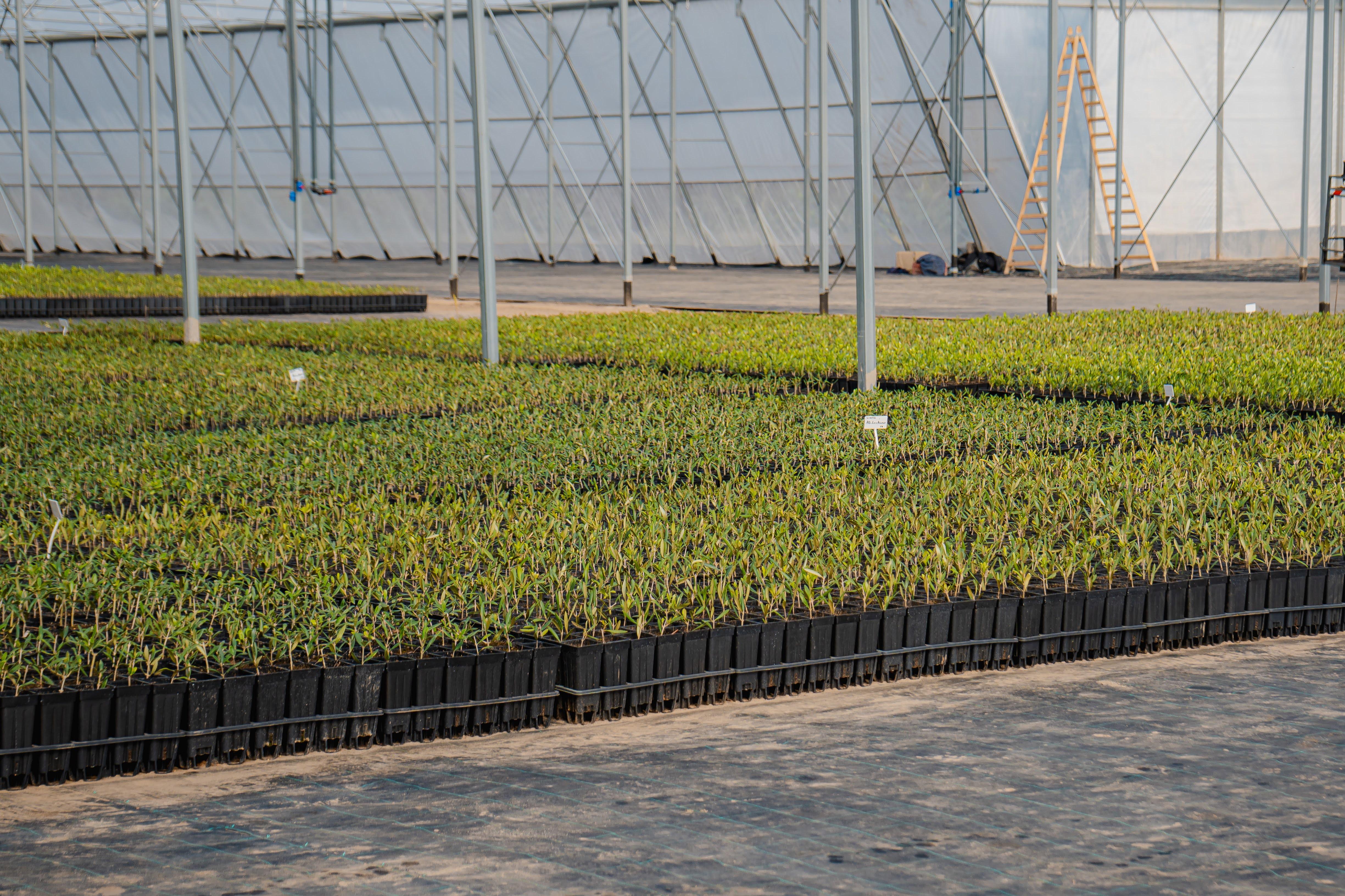 Los Aromos invierte en tecnología y amplía su capacidad productiva con un nuevo vivero en Catamarca