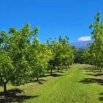 Pecán: una alternativa productiva para Catamarca