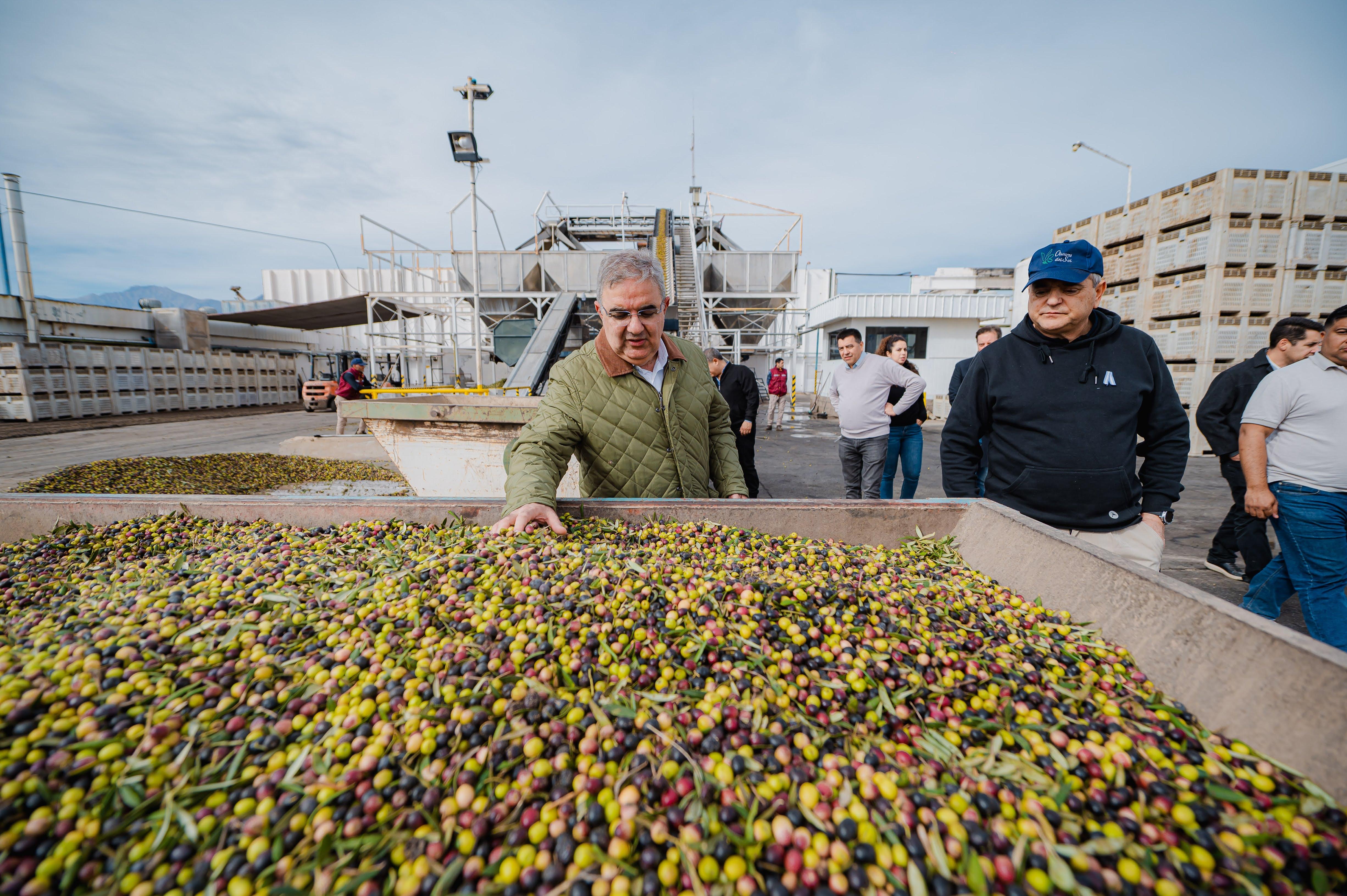 Pomán consolida su perfil olivícola con inversiones y proyección de crecimiento (3)